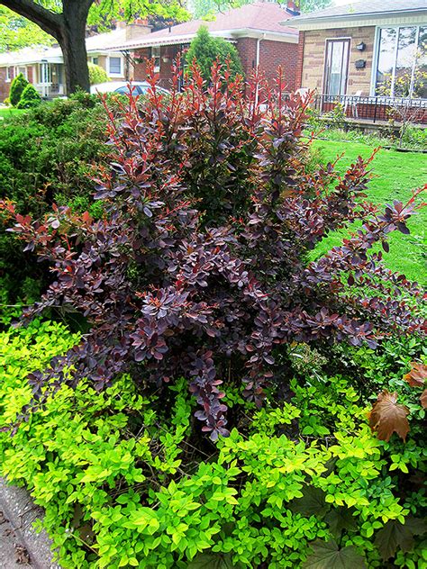 barberry red leaf japanese.